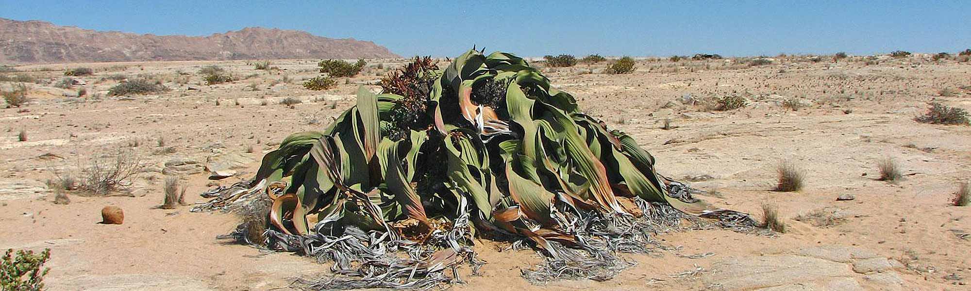 Welwitschia Mirabilis no deserto do Namibe